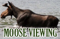moose-watching-box-new