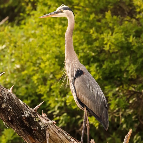 Great Blue Heron