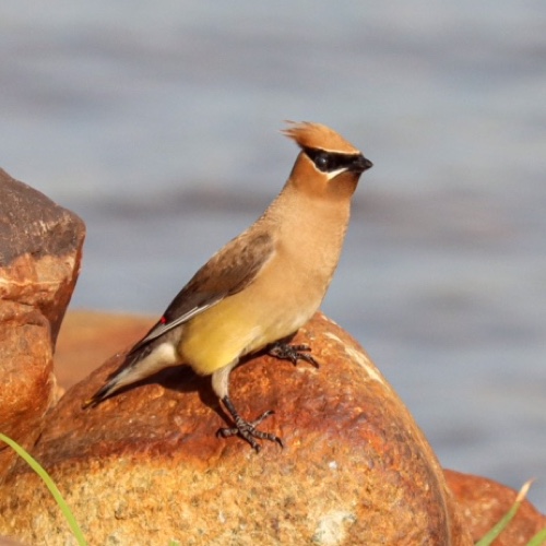 Cedar Waxwing