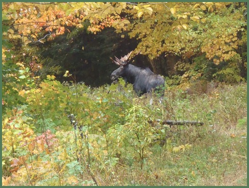 Moose in Pittsburg NH