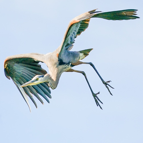 Great Blue Heron 