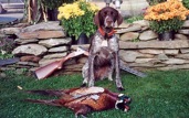 Pheasant hunting in Pittsburg NH
