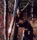 Grouse hunting at Tall Timber Lodge