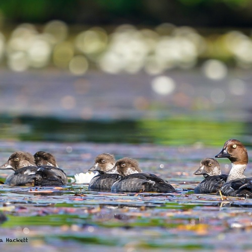 Goldeneye with ducklings