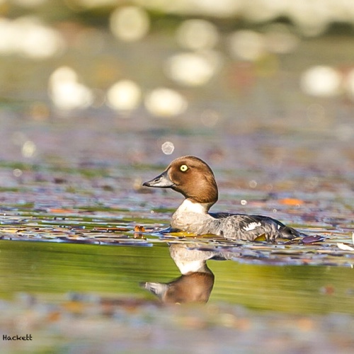 Common Goldeneye