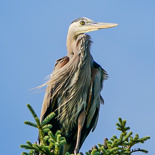 Great Blue Heron Back Lake Pittsburg NH