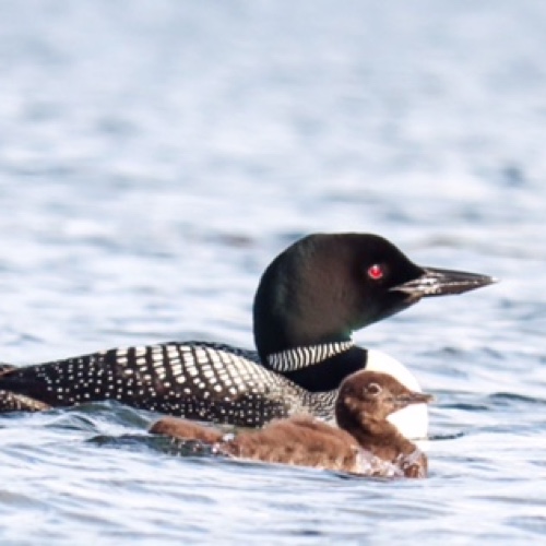 Loon with chick