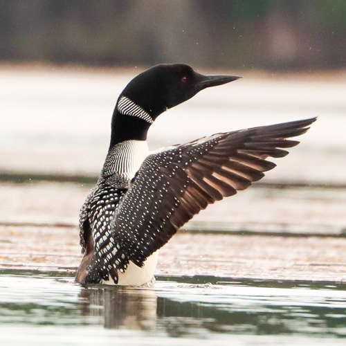 Back Lake Loon