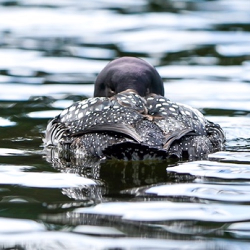 Common Loon