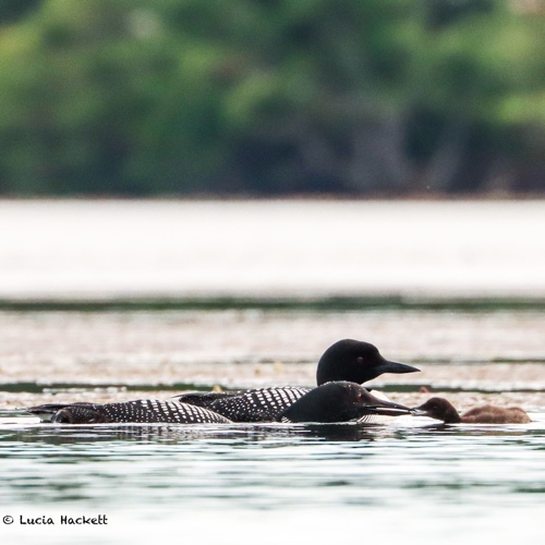 Loons feeding chick