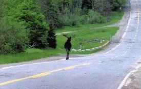 Moose on Moose Alley in Pittsburg NH