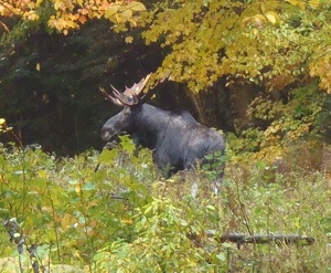 Moose in Pittsburg NH