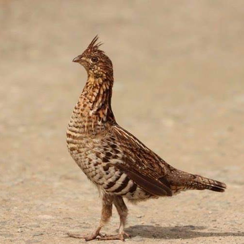 NH Ruffed Grouse