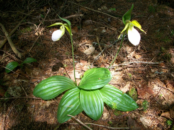 lady-slipper