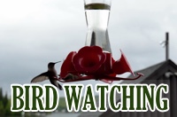 bird-watching-box-new