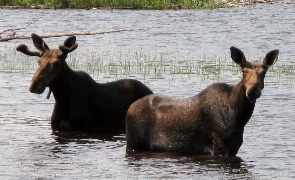 moose tours pittsburg nh